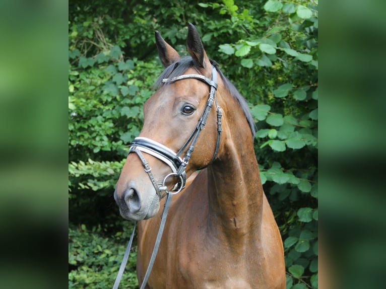 Cavallo sportivo irlandese Castrone 10 Anni 168 cm Baio in Wachtendonk