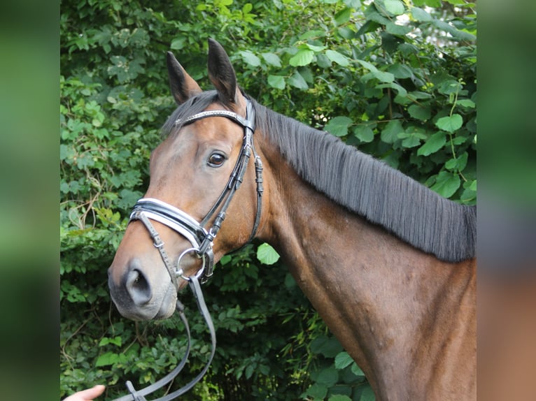 Cavallo sportivo irlandese Castrone 10 Anni 168 cm Baio in Wachtendonk