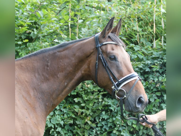 Cavallo sportivo irlandese Castrone 10 Anni 168 cm Baio in Wachtendonk