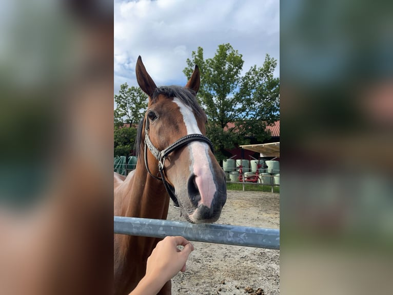 Cavallo sportivo irlandese Castrone 10 Anni 168 cm Baio in Reutte