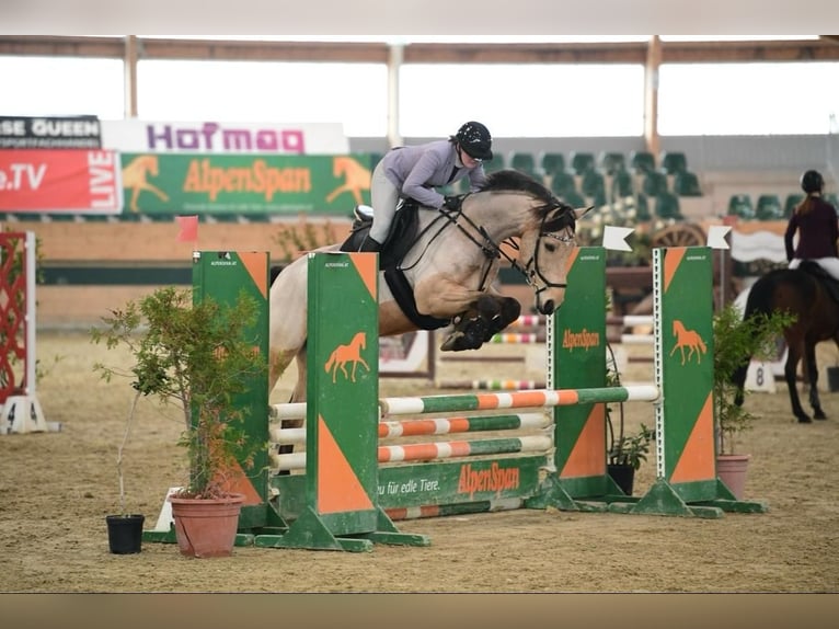 Cavallo sportivo irlandese Castrone 10 Anni 169 cm Falbo in Wiener Neustadt