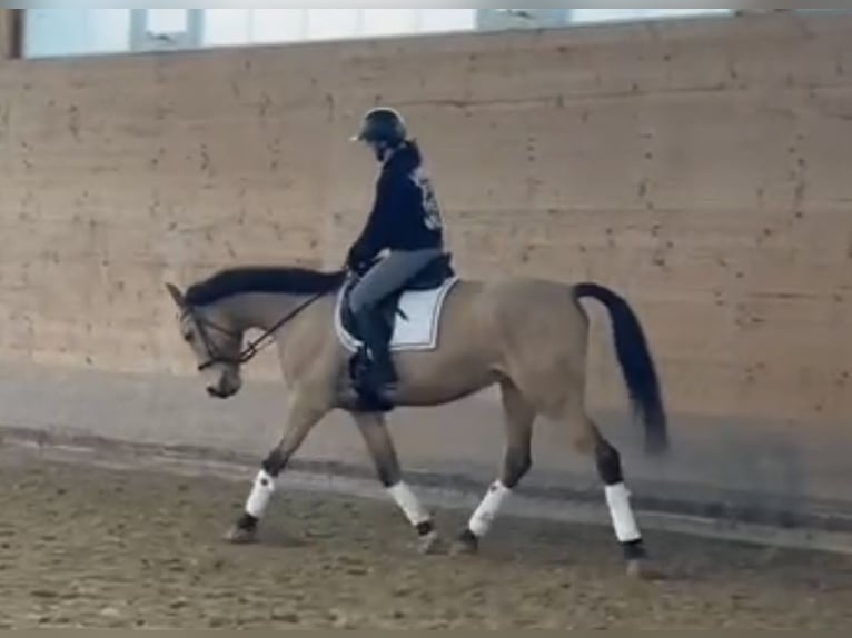 Cavallo sportivo irlandese Castrone 10 Anni 169 cm Falbo in Wiener Neustadt