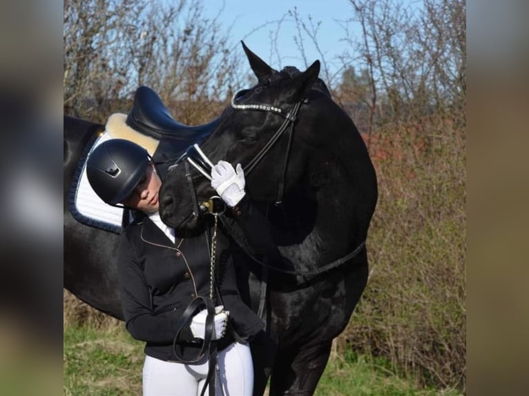 Cavallo sportivo irlandese Castrone 10 Anni 169 cm Morello in Houten