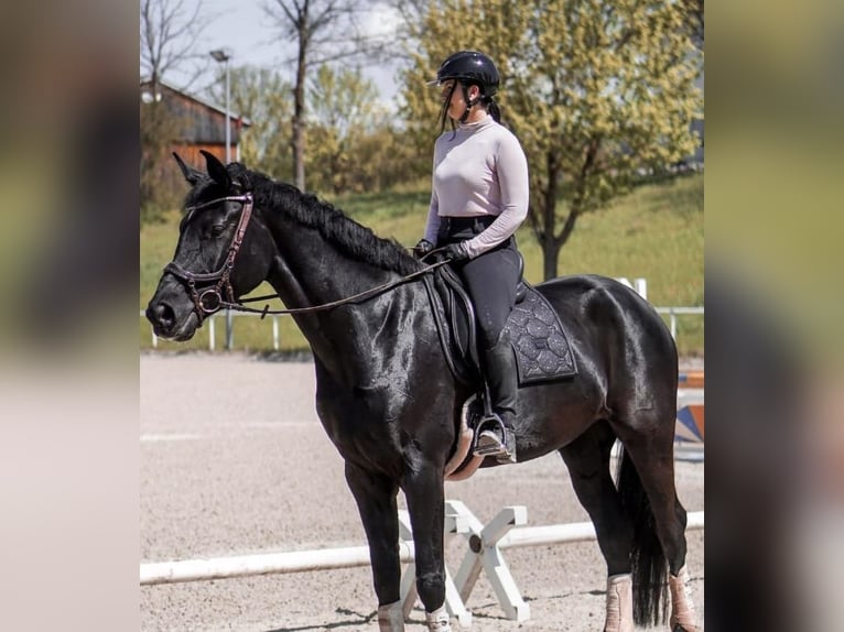 Cavallo sportivo irlandese Castrone 10 Anni 169 cm Morello in Houten
