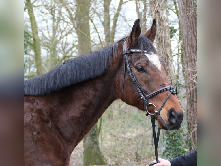 Cavallo sportivo irlandese Castrone 10 Anni 170 cm Baio nero in Wachtendonk