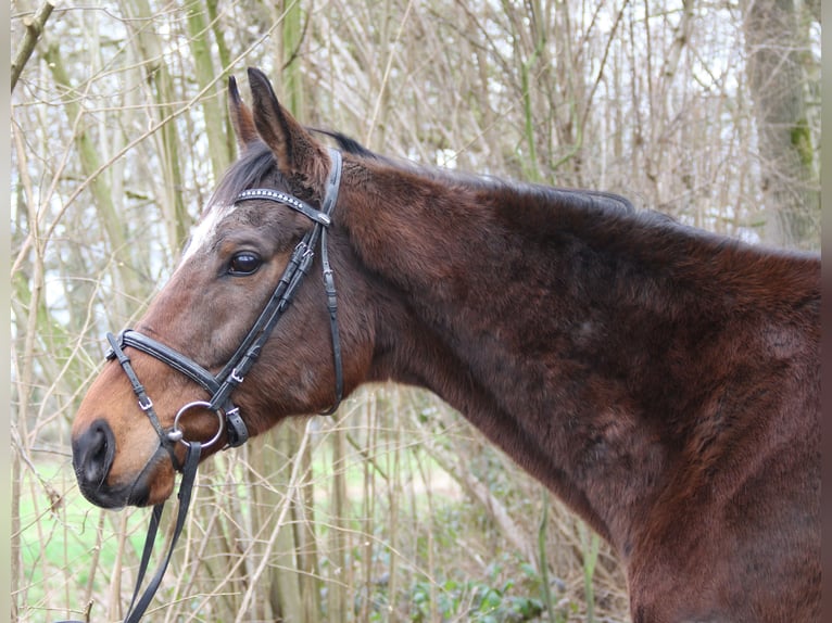 Cavallo sportivo irlandese Castrone 10 Anni 170 cm Baio nero in Wachtendonk