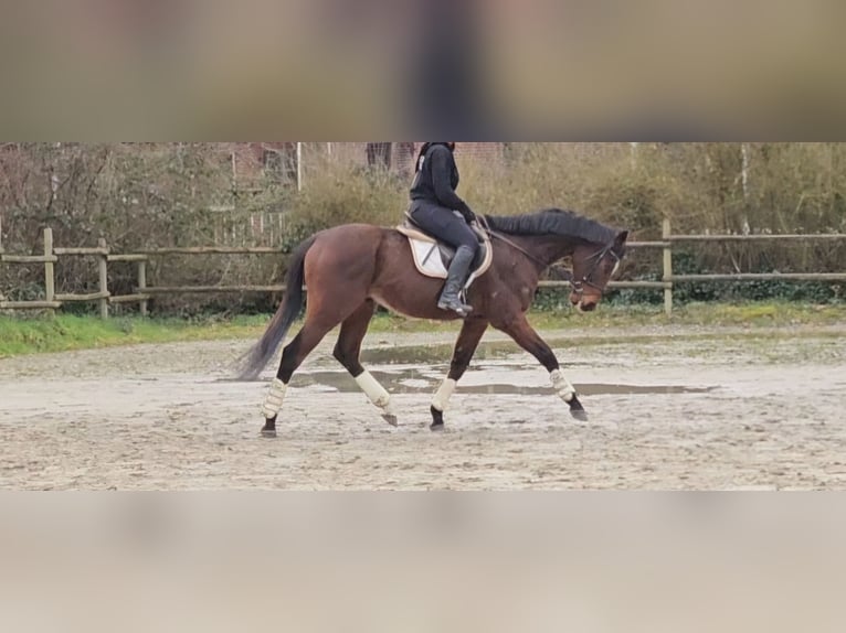 Cavallo sportivo irlandese Castrone 10 Anni 170 cm Baio nero in Wachtendonk