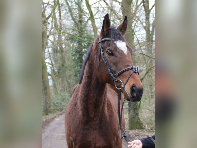 Cavallo sportivo irlandese Castrone 10 Anni 170 cm Baio nero in Wachtendonk