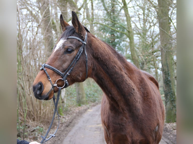 Cavallo sportivo irlandese Castrone 10 Anni 170 cm Baio nero in Wachtendonk