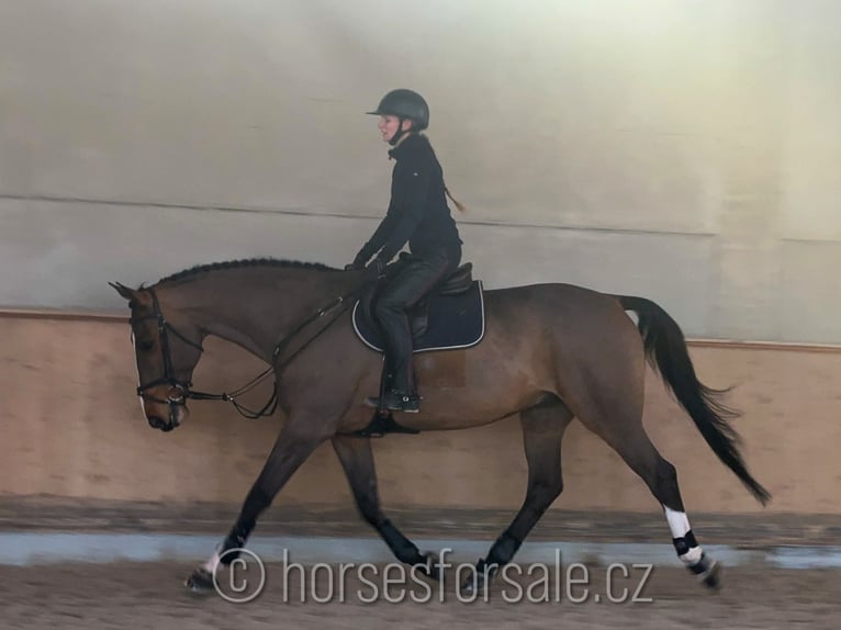 Cavallo sportivo irlandese Castrone 10 Anni 175 cm Baio in Region Prag