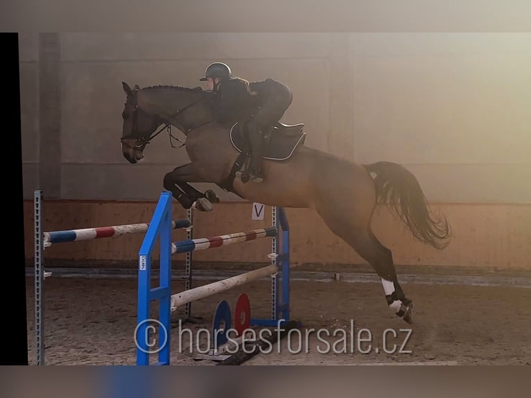 Cavallo sportivo irlandese Castrone 10 Anni 175 cm Baio in Region Prag