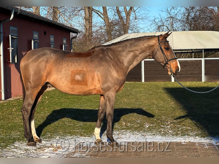 Cavallo sportivo irlandese Castrone 10 Anni 175 cm Baio in Region Prag