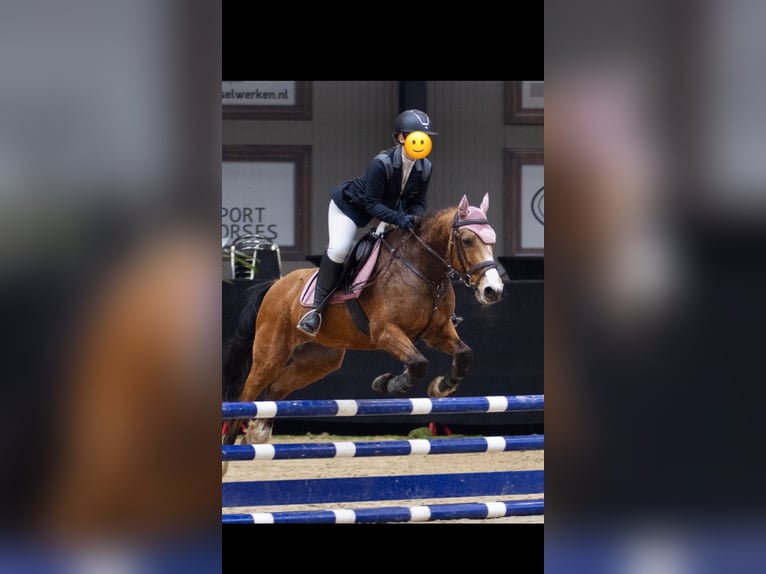 Cavallo sportivo irlandese Castrone 11 Anni 140 cm Pelle di daino in Ferwert