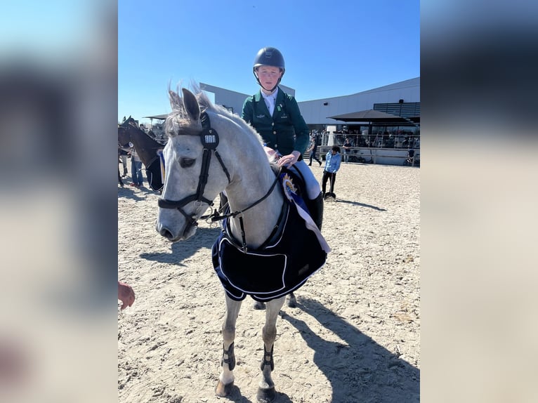 Cavallo sportivo irlandese Castrone 11 Anni 148 cm  in GROTE-BROGEL