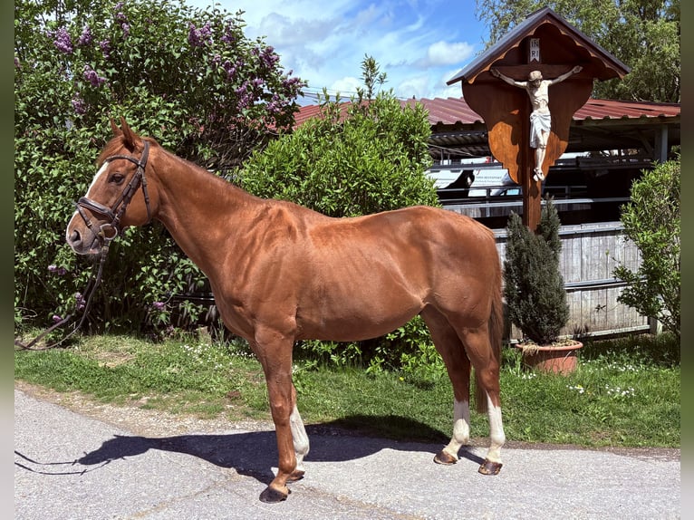 Cavallo sportivo irlandese Castrone 11 Anni 155 cm Sauro scuro in Schwäbisch Gmünd