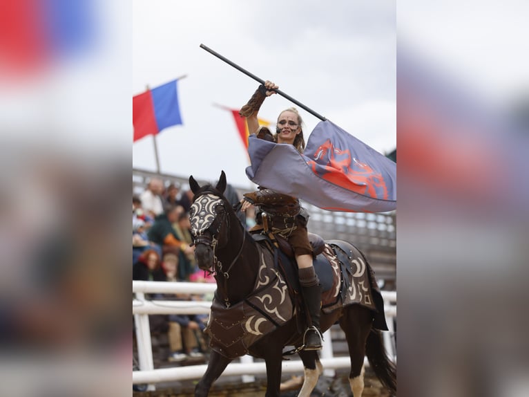 Cavallo sportivo irlandese Mix Castrone 11 Anni 157 cm Pezzato in Lanškroun