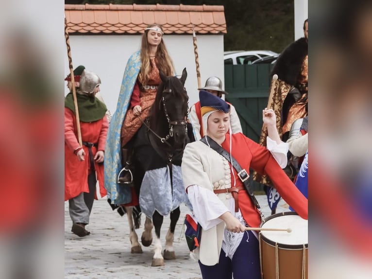 Cavallo sportivo irlandese Mix Castrone 11 Anni 157 cm Pezzato in Lanškroun