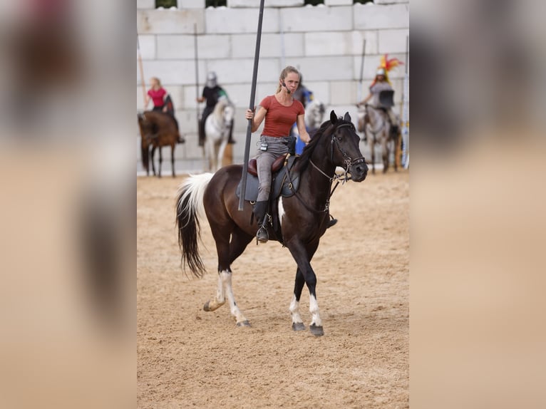 Cavallo sportivo irlandese Mix Castrone 11 Anni 157 cm Pezzato in Lanškroun