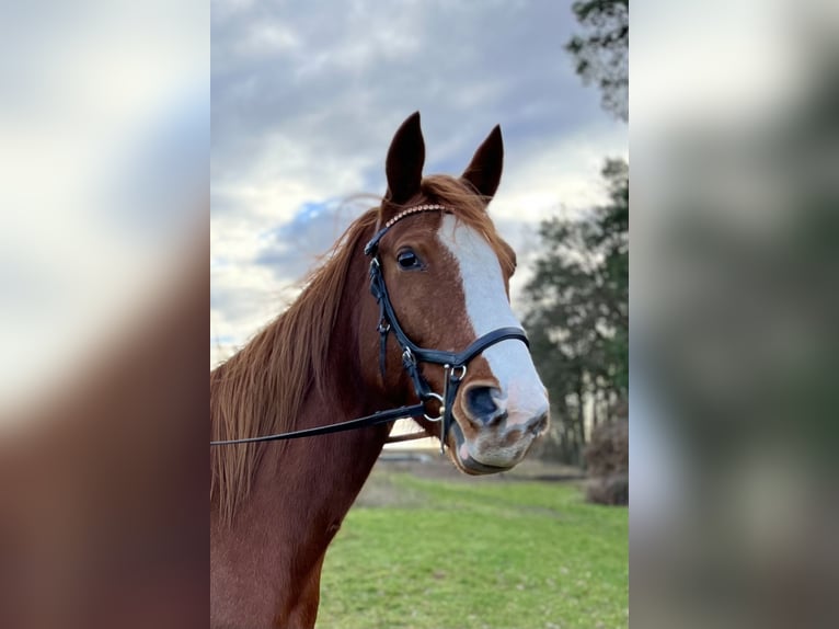 Cavallo sportivo irlandese Castrone 11 Anni 160 cm Sauro scuro in Langerwisch