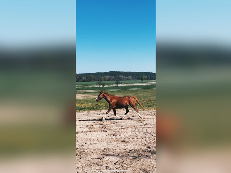 Cavallo sportivo irlandese Castrone 11 Anni 160 cm Sauro scuro in Langerwisch