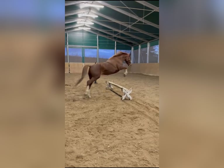 Cavallo sportivo irlandese Castrone 11 Anni 160 cm Sauro scuro in Langerwisch