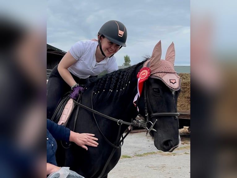 Cavallo sportivo irlandese Castrone 11 Anni 163 cm Morello in Meath