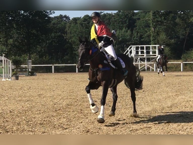 Cavallo sportivo irlandese Castrone 11 Anni 165 cm Baio nero in Berge