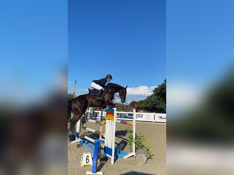 Cavallo sportivo irlandese Castrone 11 Anni 165 cm Baio nero in Berge