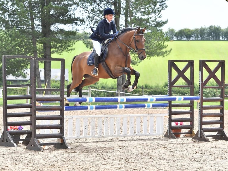 Cavallo sportivo irlandese Mix Castrone 11 Anni 169 cm Baio ciliegia in Ayrshire