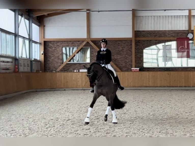 Cavallo sportivo irlandese Castrone 11 Anni 169 cm Baio scuro in Kaunas