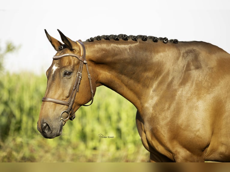 Cavallo sportivo irlandese Castrone 11 Anni 170 cm in Hoevelaken