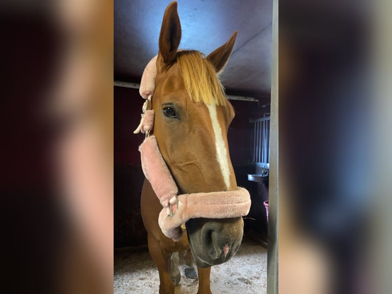 Cavallo sportivo irlandese Castrone 11 Anni 173 cm Sauro scuro in Ljusdal