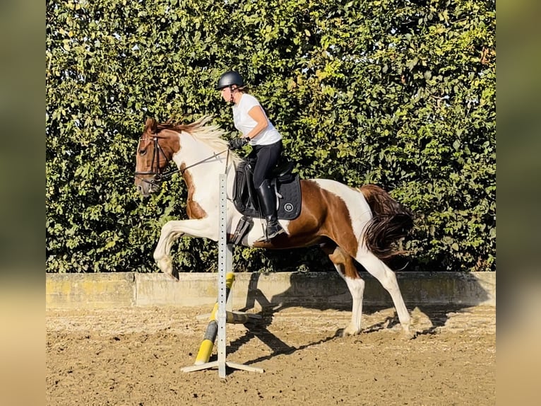 Cavallo sportivo irlandese Castrone 12 Anni 161 cm Pezzato in Tönisvorst