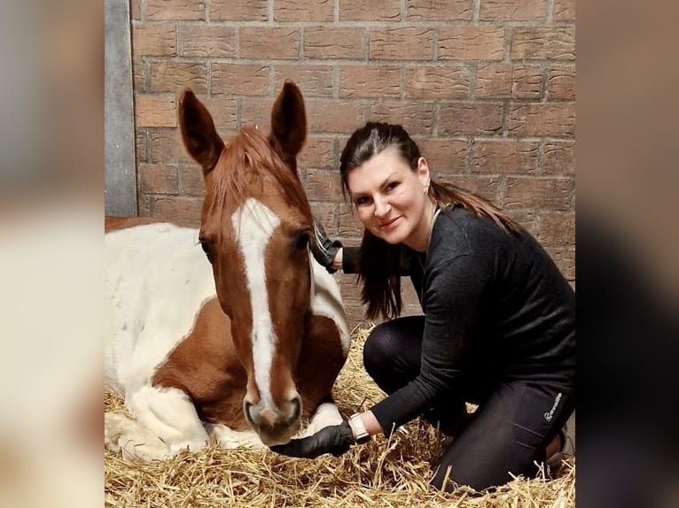 Cavallo sportivo irlandese Castrone 12 Anni 161 cm Pezzato in Tönisvorst