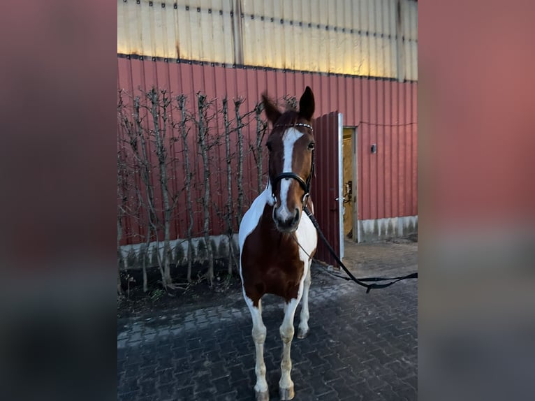 Cavallo sportivo irlandese Castrone 12 Anni 161 cm Pezzato in Tönisvorst