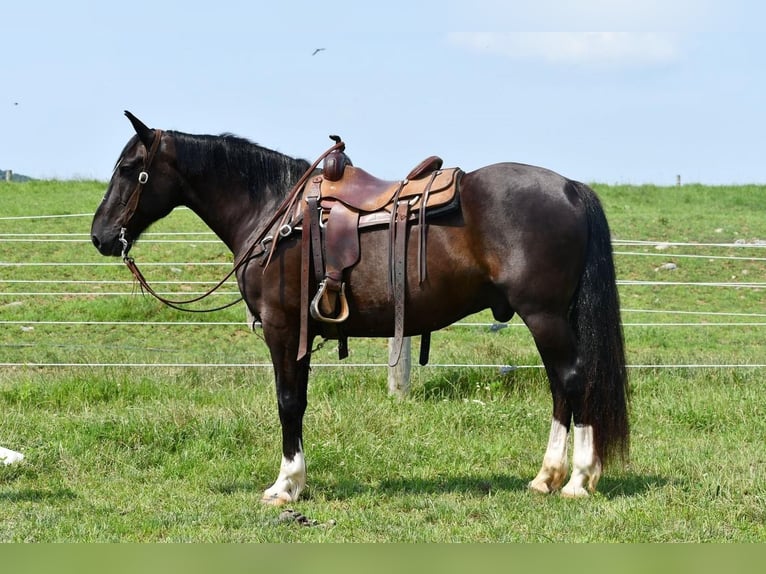 Cavallo sportivo irlandese Mix Castrone 12 Anni 163 cm Morello in Rebersburg, PA