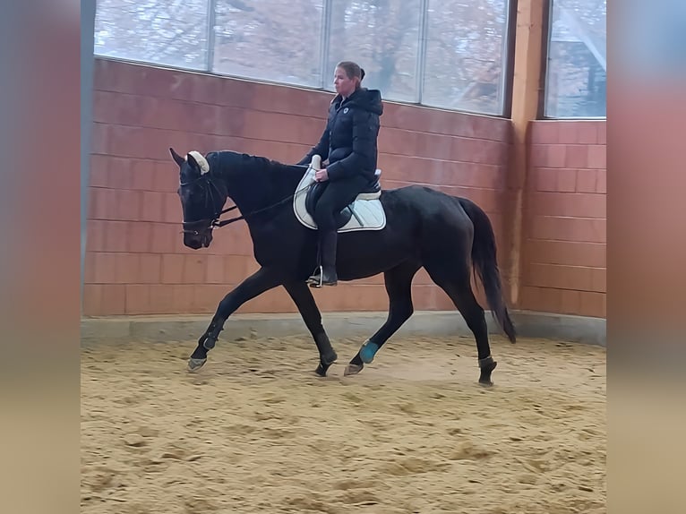 Cavallo sportivo irlandese Castrone 12 Anni 165 cm Morello in Lage