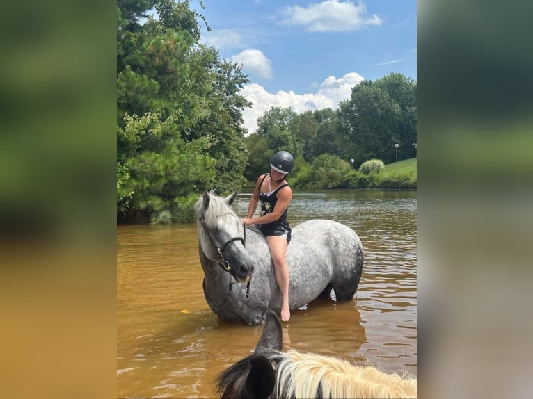 Cavallo sportivo irlandese Castrone 12 Anni 168 cm Grigio in Edenton