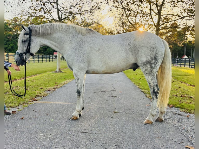 Cavallo sportivo irlandese Castrone 12 Anni 168 cm Grigio in Edenton
