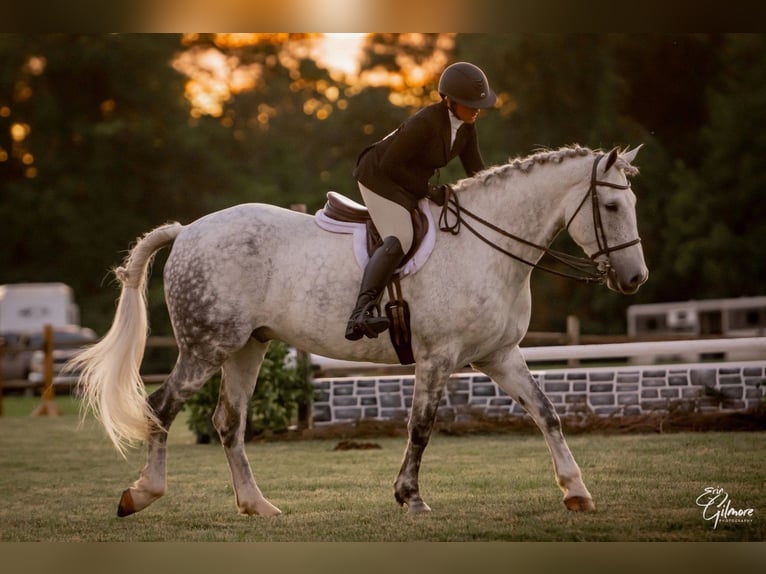 Cavallo sportivo irlandese Castrone 12 Anni 168 cm Grigio in Edenton