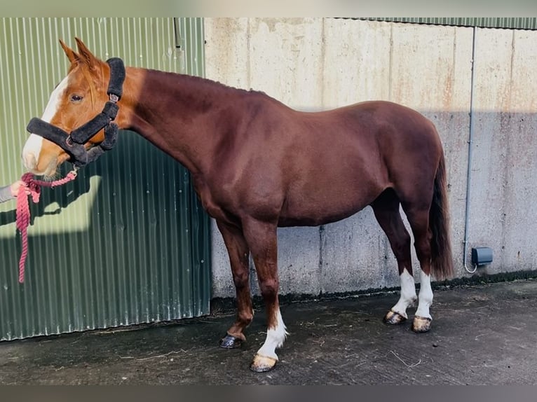 Cavallo sportivo irlandese Castrone 12 Anni 168 cm Sauro scuro in Sligo Cavallo sportivo irlandese Castrone 12 Anni 168 cm Sauro scuro in Sligo
