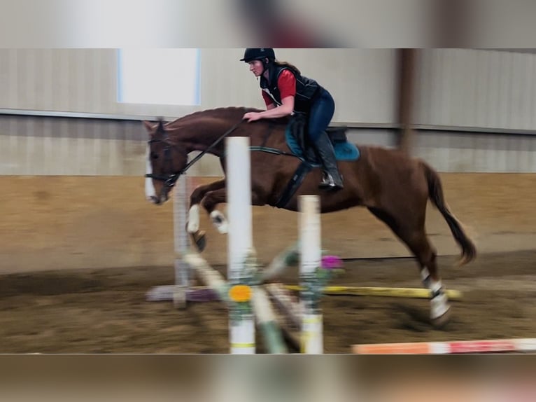 Cavallo sportivo irlandese Castrone 12 Anni 168 cm Sauro scuro in Sligo Cavallo sportivo irlandese Castrone 12 Anni 168 cm Sauro scuro in Sligo