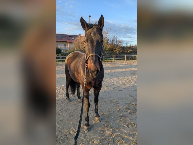Cavallo sportivo irlandese Castrone 12 Anni 169 cm Baio in Riegel am Kaiserstuhl