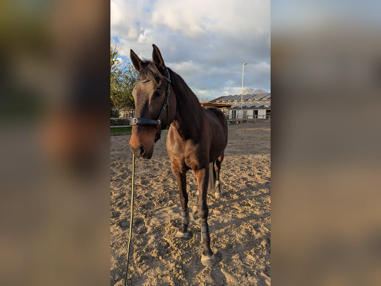 Cavallo sportivo irlandese Castrone 12 Anni 170 cm Baio in Riegel am Kaiserstuhl