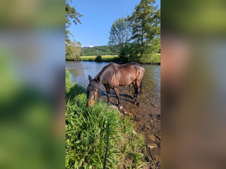 Cavallo sportivo irlandese Castrone 12 Anni 170 cm Baio in Riegel am Kaiserstuhl