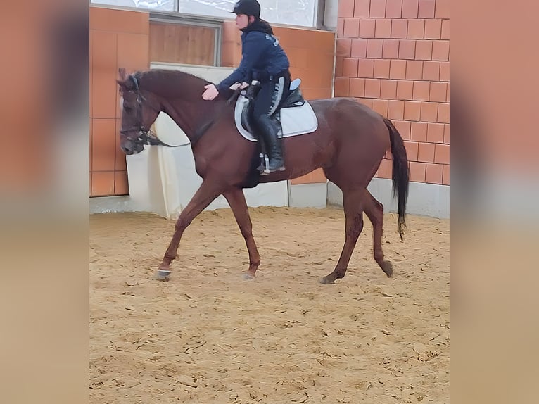 Cavallo sportivo irlandese Castrone 12 Anni 172 cm Sauro scuro in Lage