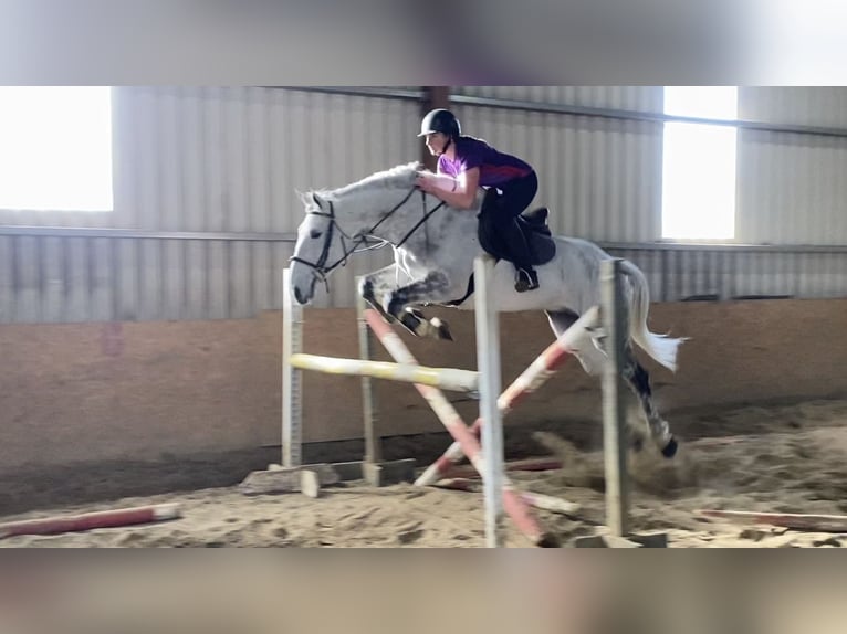 Cavallo sportivo irlandese Castrone 12 Anni 173 cm Grigio pezzato in Sligo