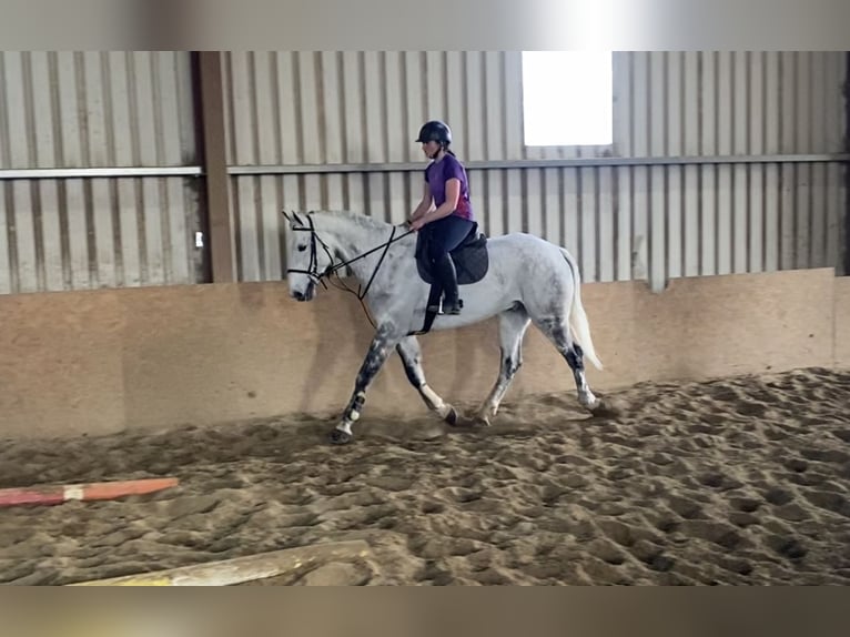 Cavallo sportivo irlandese Castrone 12 Anni 173 cm Grigio pezzato in Sligo