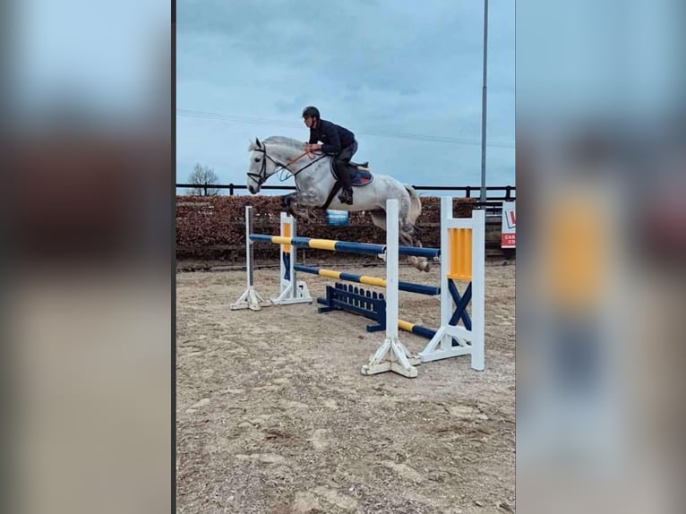 Cavallo sportivo irlandese Castrone 12 Anni 173 cm Grigio pezzato in Sligo