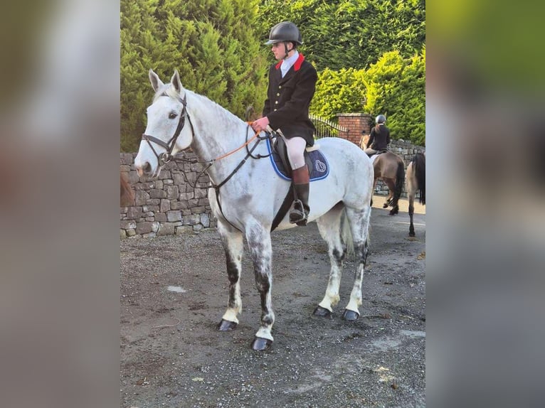 Cavallo sportivo irlandese Castrone 12 Anni 173 cm Grigio pezzato in Sligo